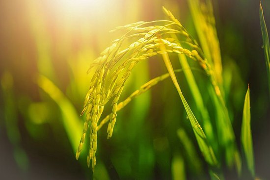 首提“农业新质生产力” 一号文件释放了哪些新信号?