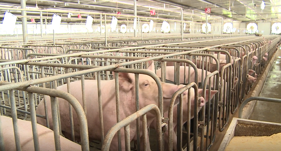 【兴期研究·品种聚焦】生猪:消费需求预计改善,下方仍有支撑