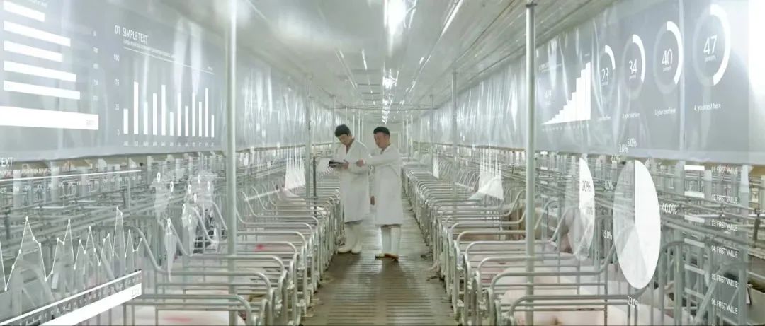 河南养猪巨头,3个月净赚超40亿