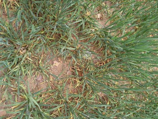 罕见，沙尘最远吹到海南！多地出现极端天气，哪些品种会受影响？