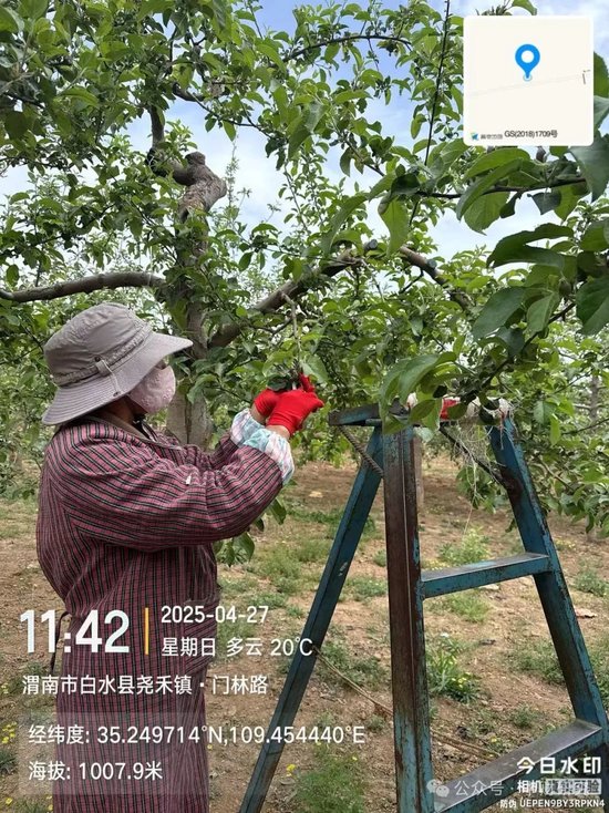 【中财研究】2025年新季苹果坐果调研纪实（西部部分产区篇）