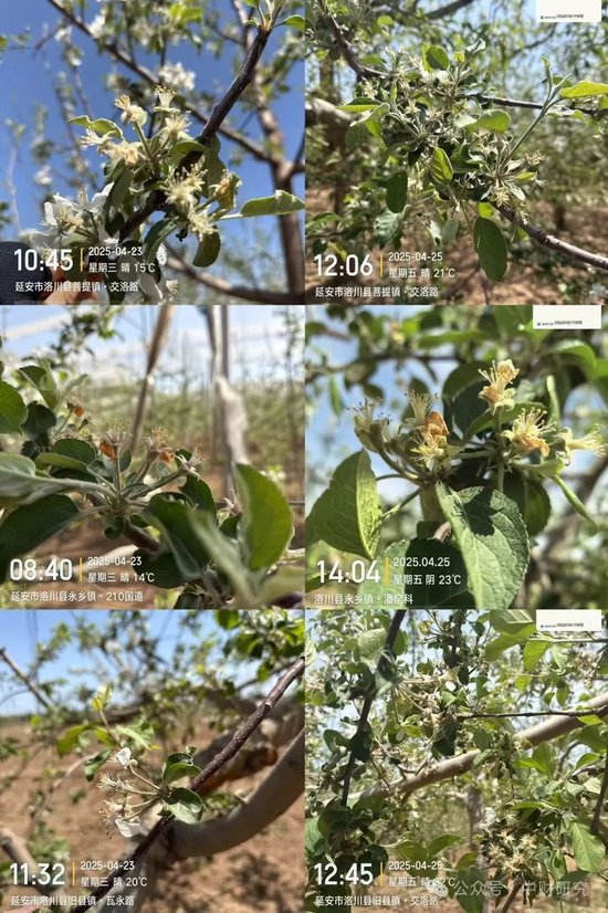 【中财研究】2025年新季苹果坐果调研纪实（西部部分产区篇）