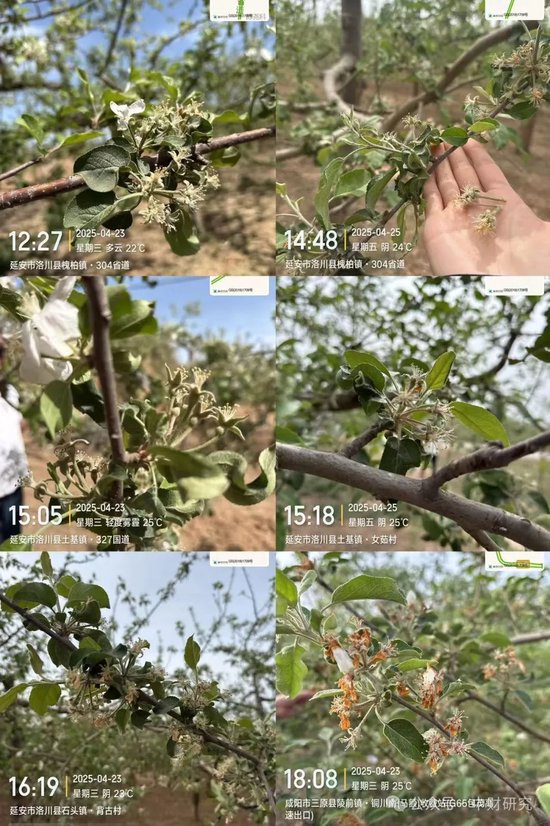 【中财研究】2025年新季苹果坐果调研纪实（西部部分产区篇）