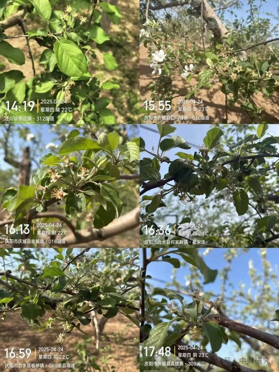 【中财研究】2025年新季苹果坐果调研纪实（西部部分产区篇）