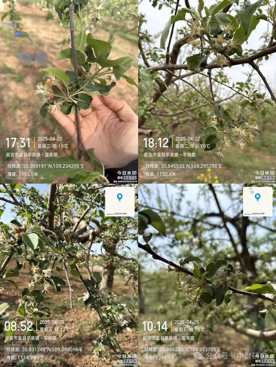 【中财研究】2025年新季苹果坐果调研纪实（西部部分产区篇）