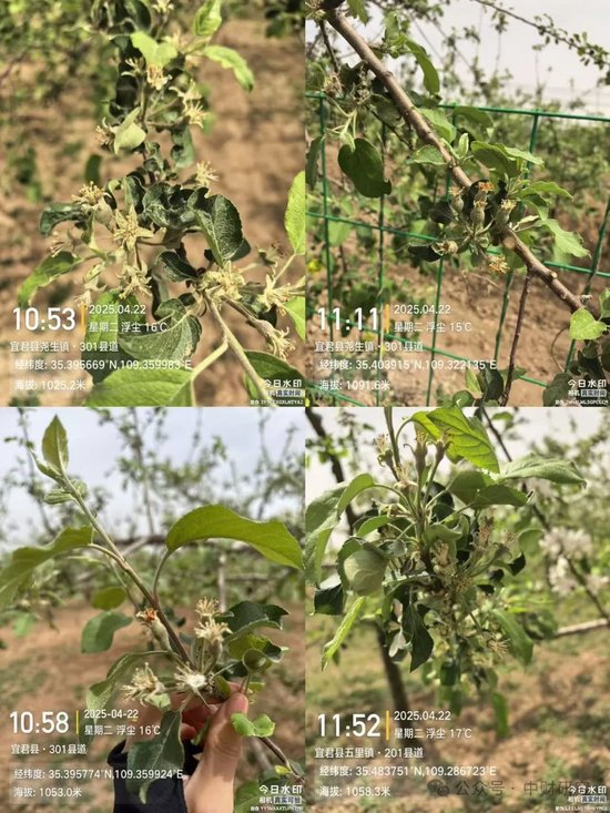 【中财研究】2025年新季苹果坐果调研纪实（西部部分产区篇）