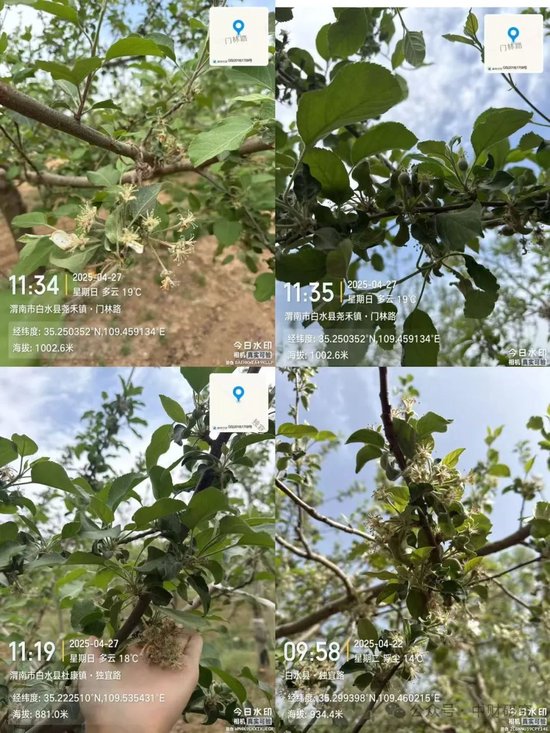 【中财研究】2025年新季苹果坐果调研纪实（西部部分产区篇）