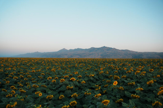 洽洽食品上半年:营收利润回调中的长期主义,五大新品引爆场景革命